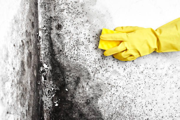 Best Emergency Mold Remediation  in Bonner West Riverside, MT