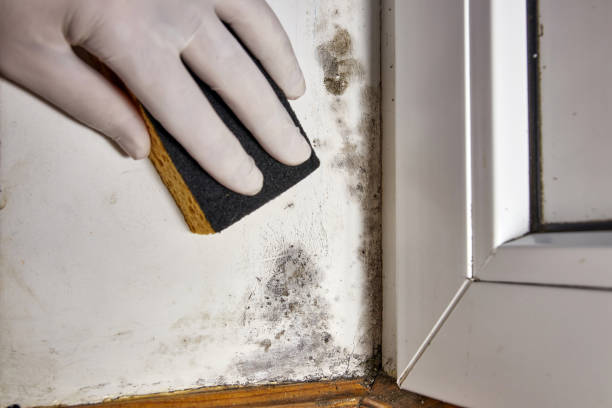 Best Mold Remediation for Healthcare Facilities  in Bonner West Riverside, MT